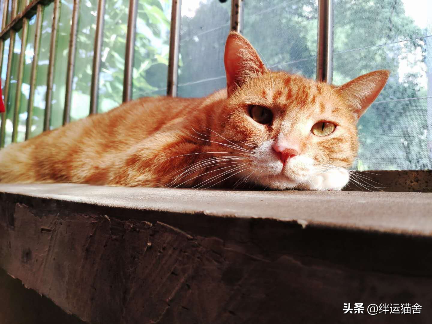 很多猫舍不卖暹罗这是为什么