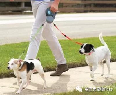 狗狗阴道肿了(狗狗の大姨妈)