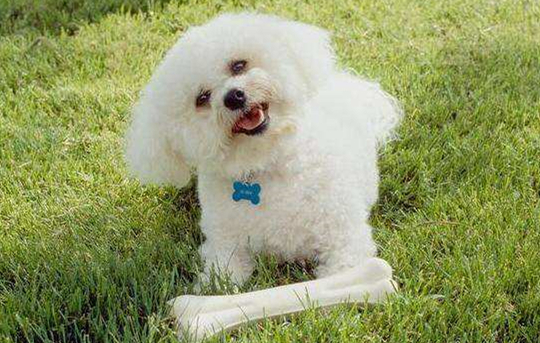 比熊不能吃巧克力,否则后果不堪设想 比熊不能吃巧克力,否则后果不堪设想