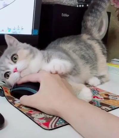 公猫绝育后性格会变吗（为什么我的猫绝育后性情大变）