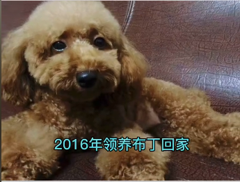 为了狗 带狗自主创业的路