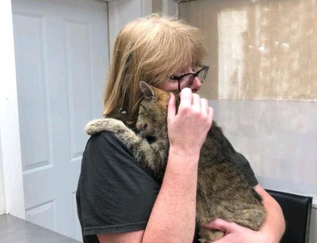 猫看见主人哭会怎么样(主人哭了猫知道吗)