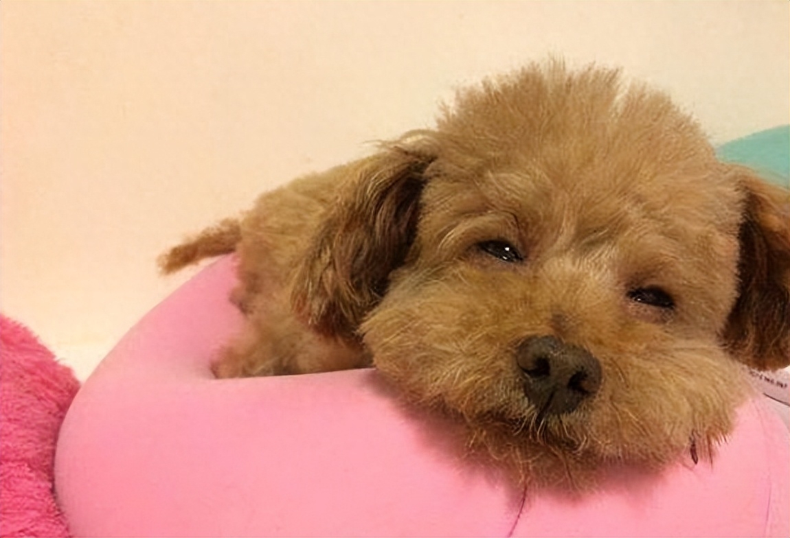 泰迪为什么老是做流氓动作(附:泰迪喜欢“骑跨行为”的原因)