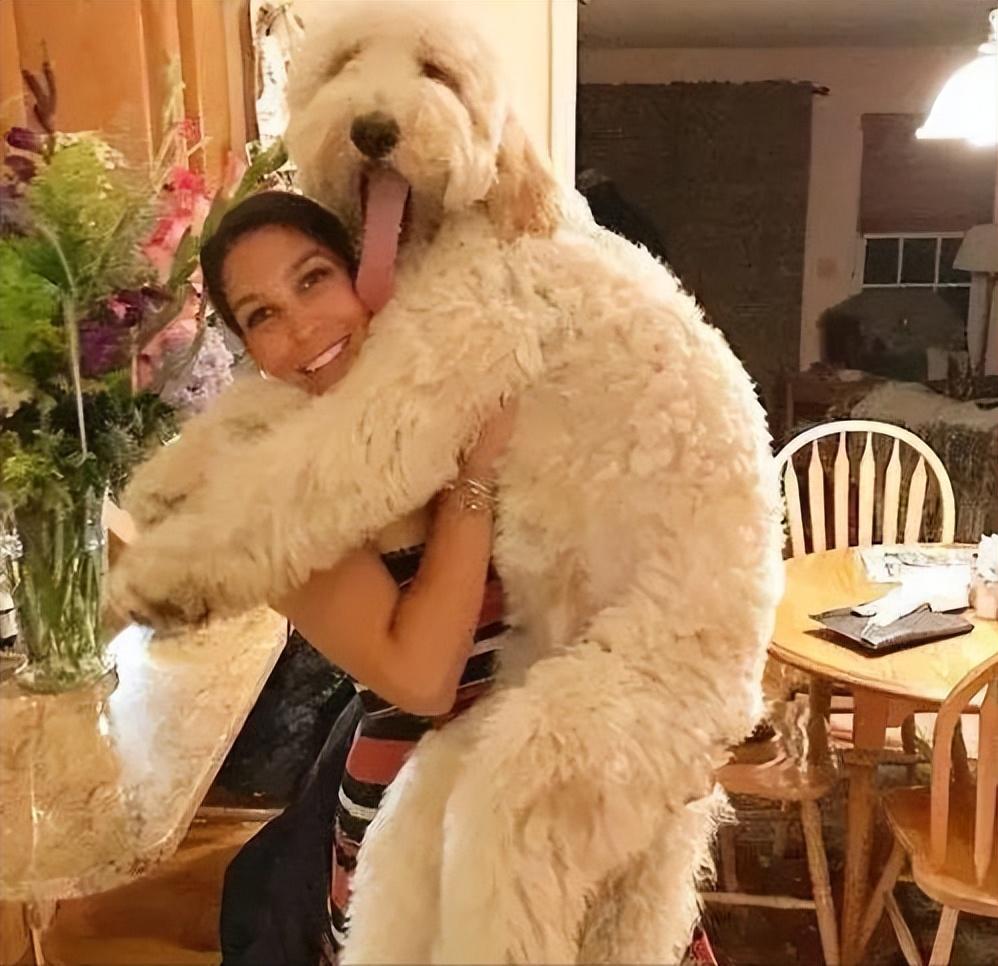 分享饲养巨型贵宾犬的好处（巨型贵宾犬好养吗）