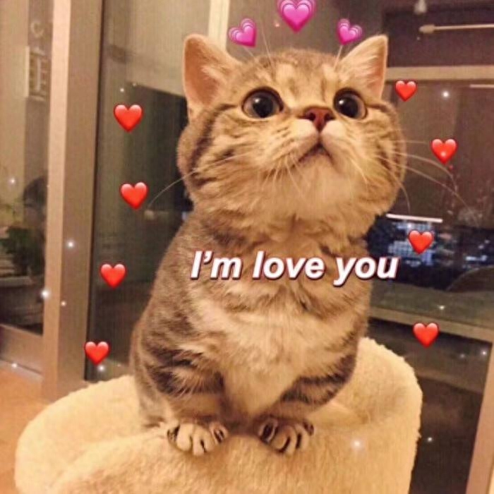 为何猫咪一边呼噜一边踩奶