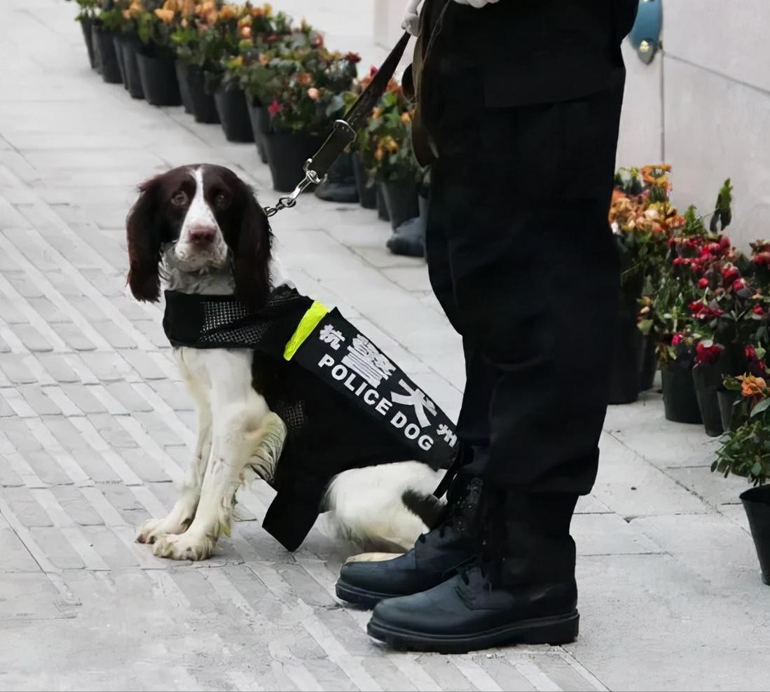 英国史宾格犬也能当警犬？（史宾格犬也是高智商的哦）