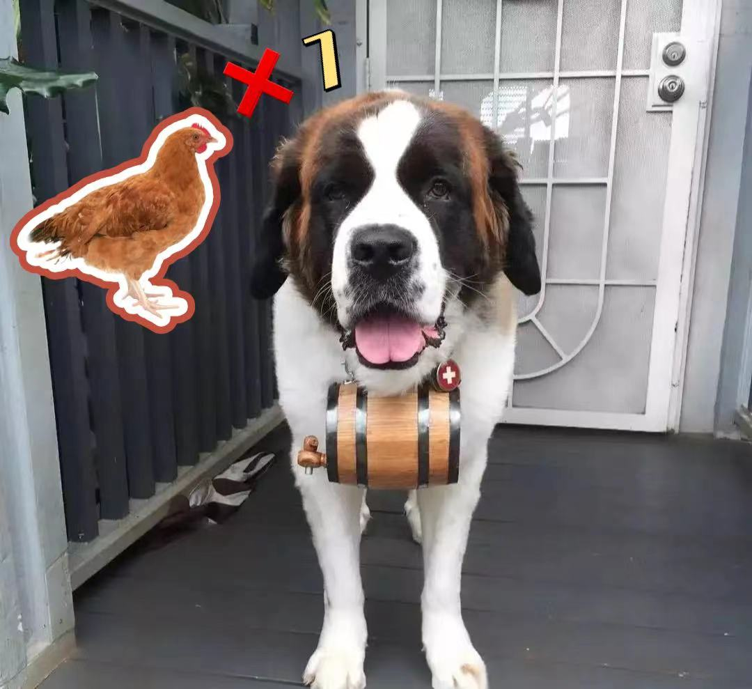 圣伯纳犬好养吗（详解：养圣伯纳犬的优缺点）