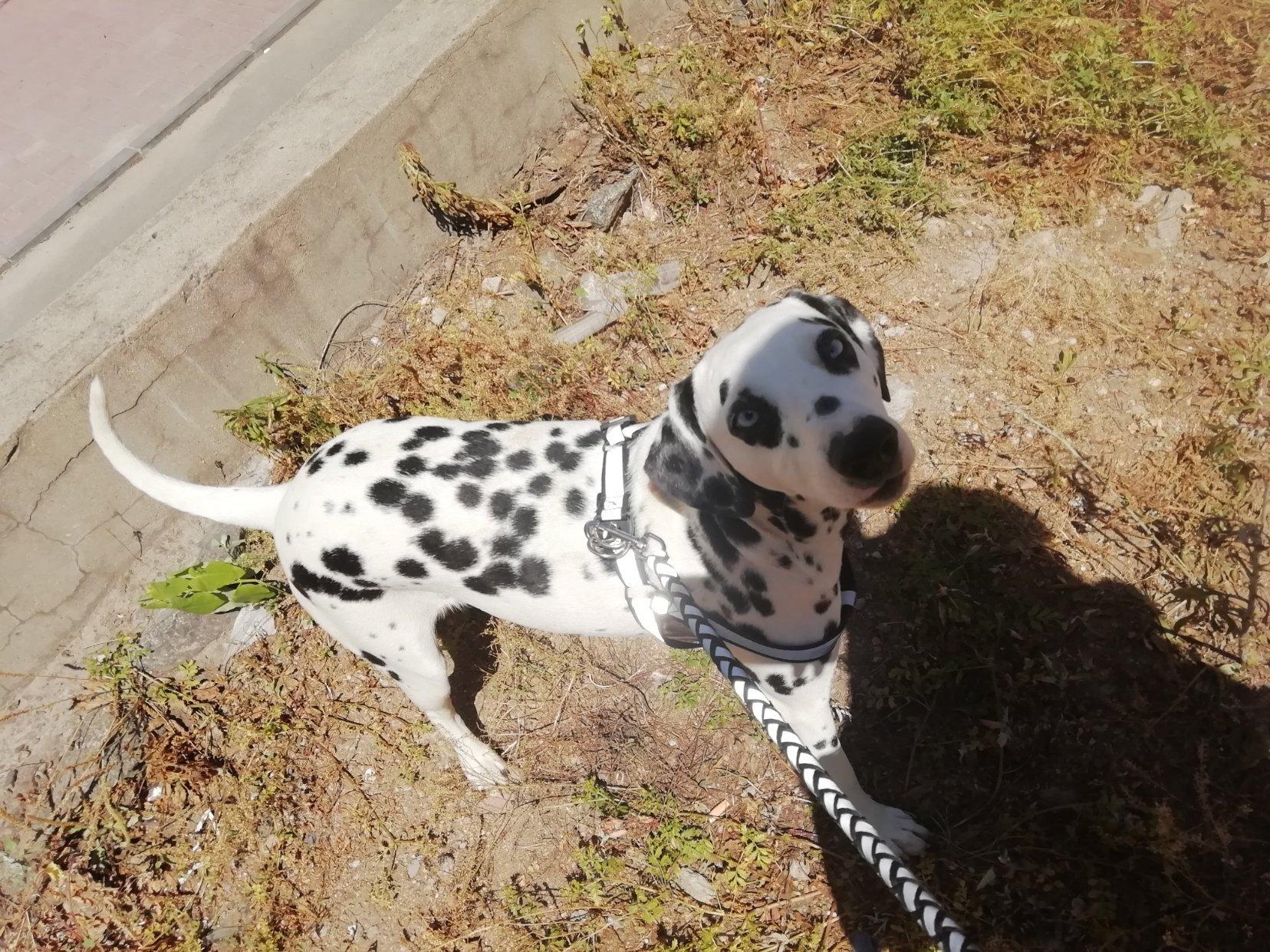 养斑点狗的七大坏处（斑点狗好养吗）