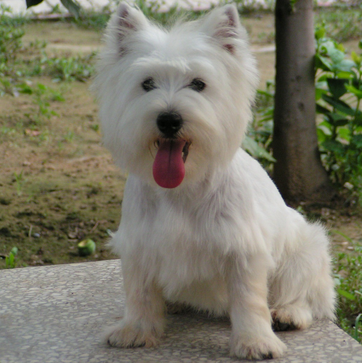 宠物犬排名及图片大全（宠物犬种类大全及名称）