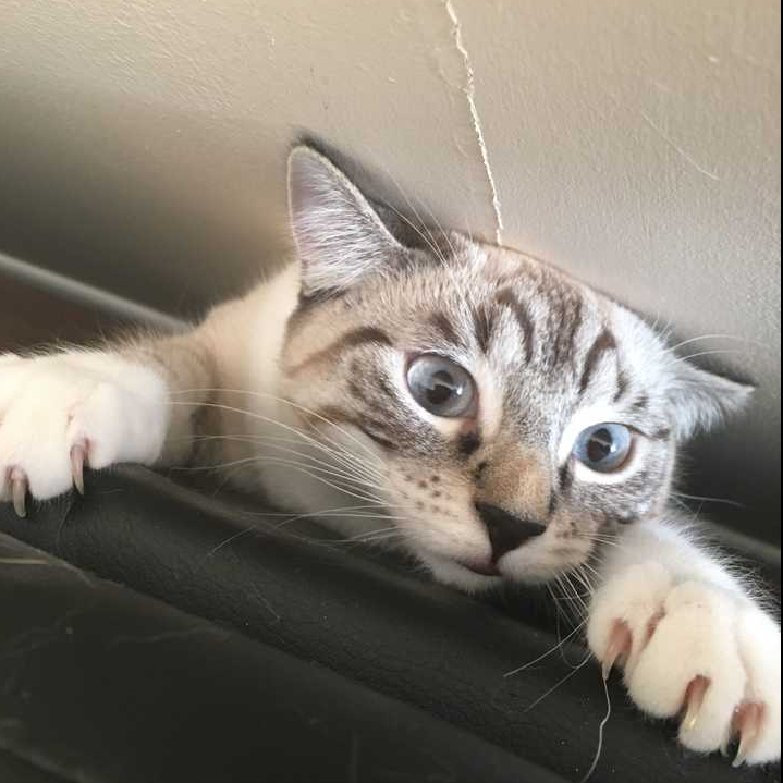 暹罗猫性格怎么样（暹罗猫10大品种之一图片）