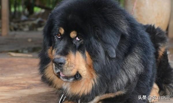 藏獒怎么喂养（饲养藏獒方法讲解）