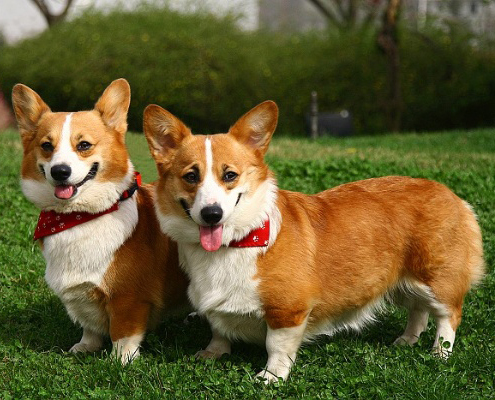 宠物犬排名及图片大全（宠物犬种类大全及名称）