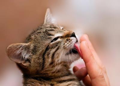 猫咪舔主人的手脚是什么意思