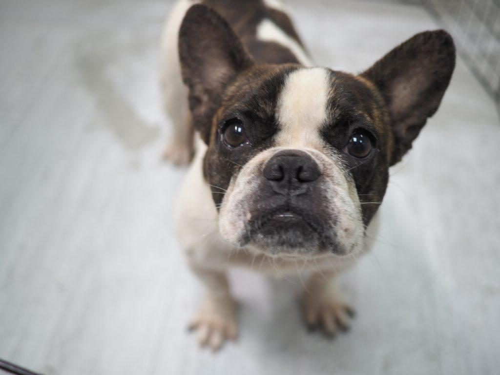 狗狗的眼睛发炎会自愈吗（附：狗狗眼睛发炎最佳处理办法）