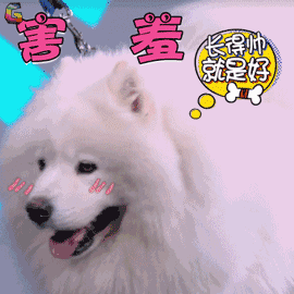 萨摩耶好养吗(告诉你养萨摩耶的4大好处)