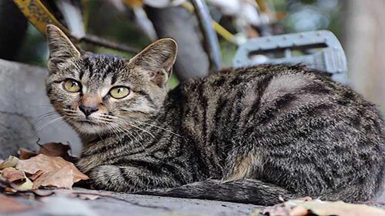 狸花猫 一生只有一个主人（详解：狸花猫认主人的细节表现）