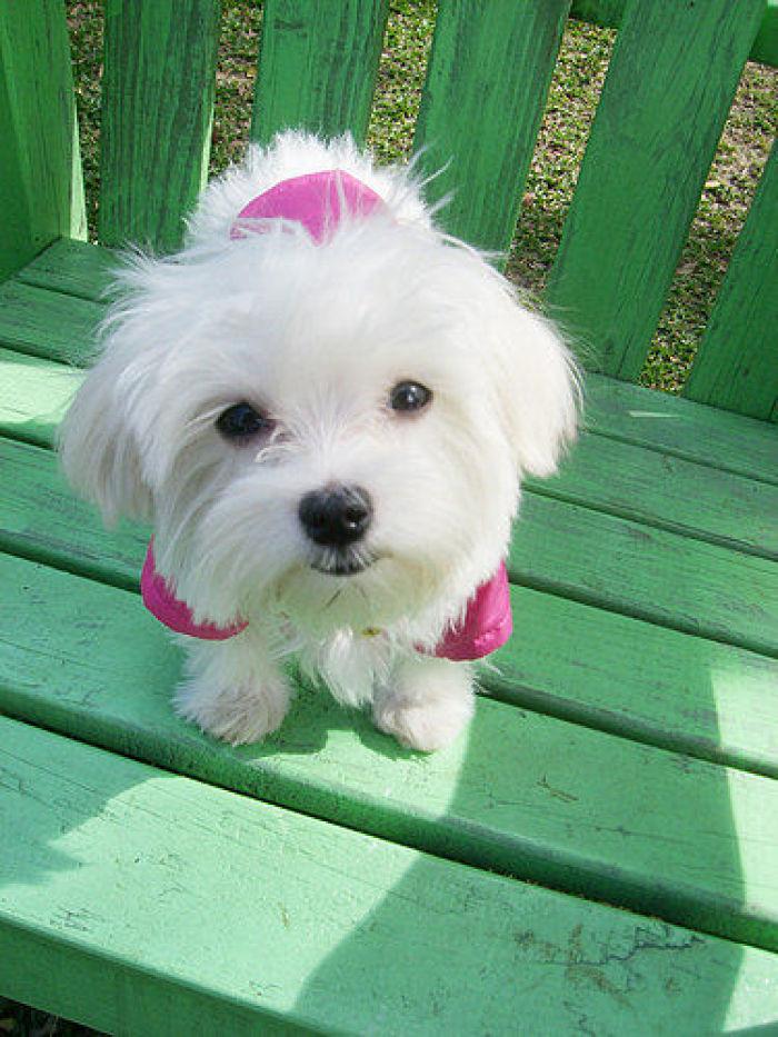 怎么养马尔济斯犬才好（详解：饲养马尔济斯的注意事项）