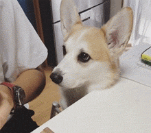 养柯基的九大好处和坏处（柯基犬的优缺点有哪些）