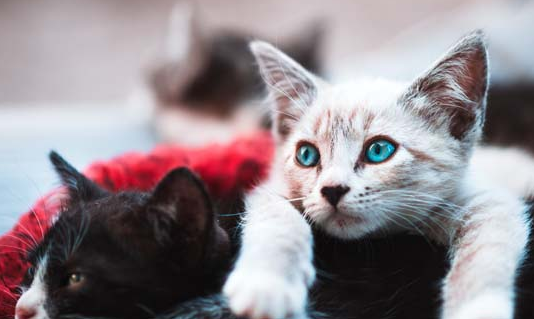 带你解答公猫绝育的利与弊！