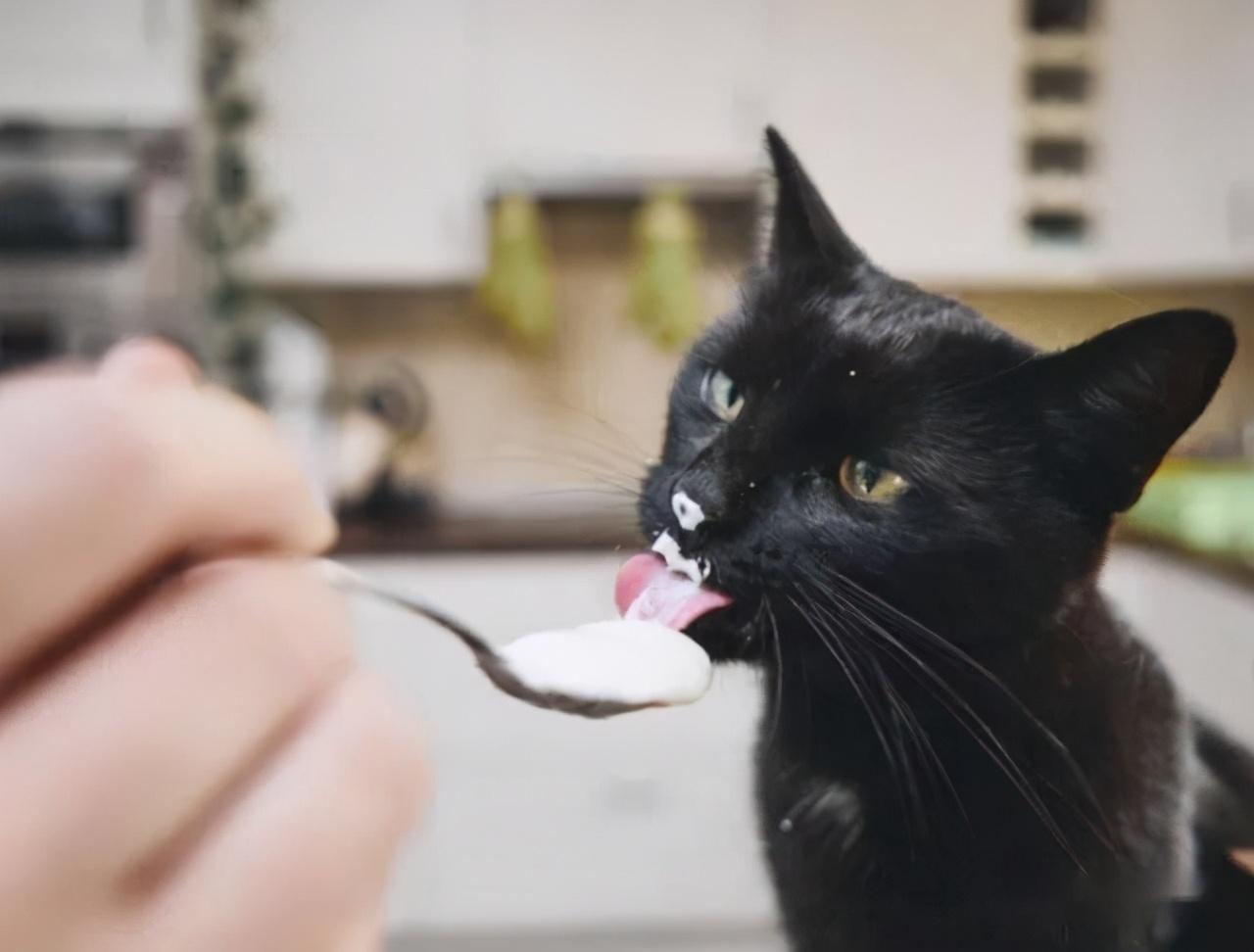 猫最爱吃的10种食物有哪些（盘点猫看到馋的不行的10种食物）