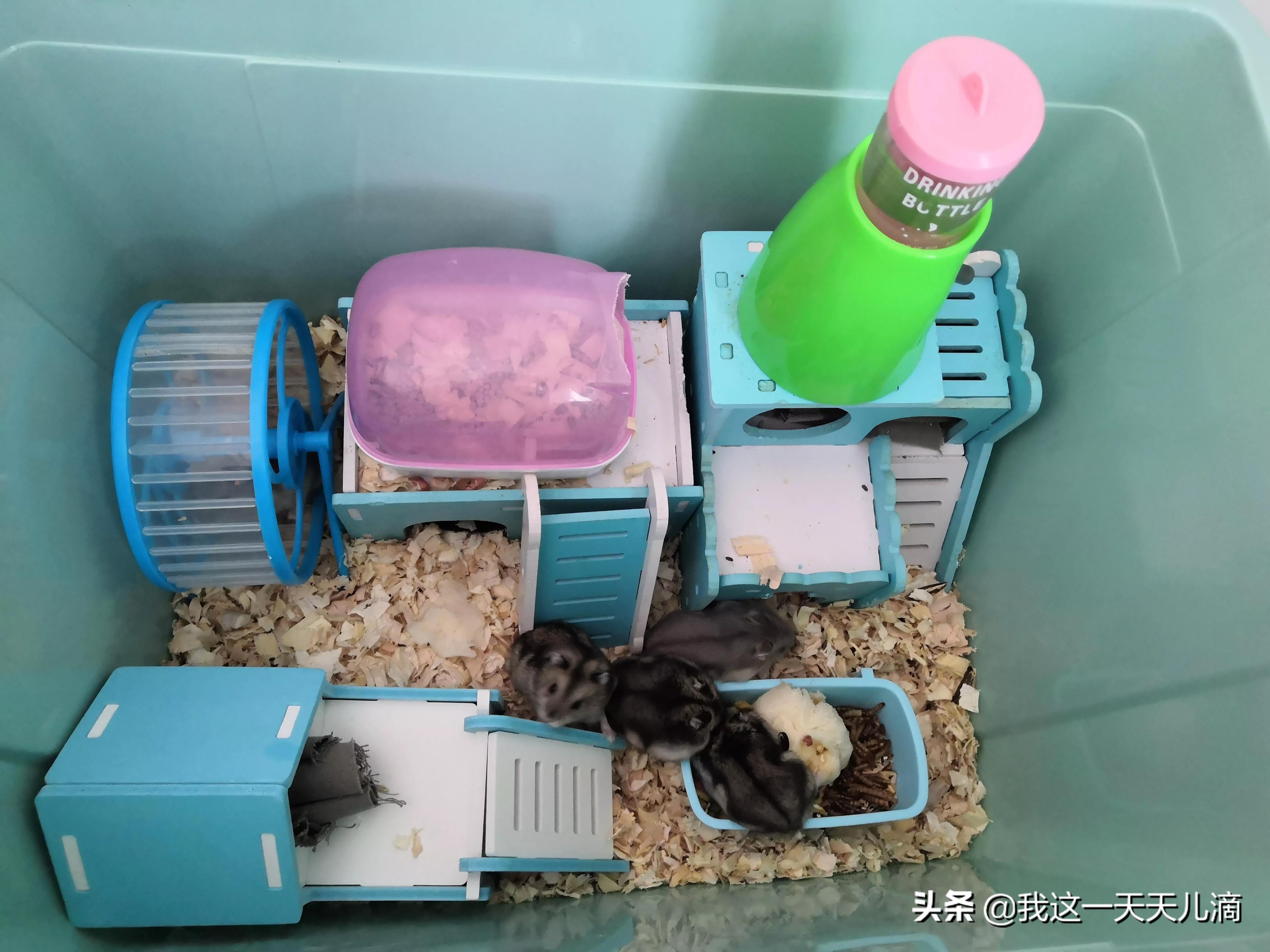 盘点仓鼠爱吃的食物