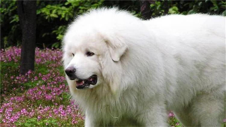 养大白熊犬要注意的事项(大白熊犬怎么养)