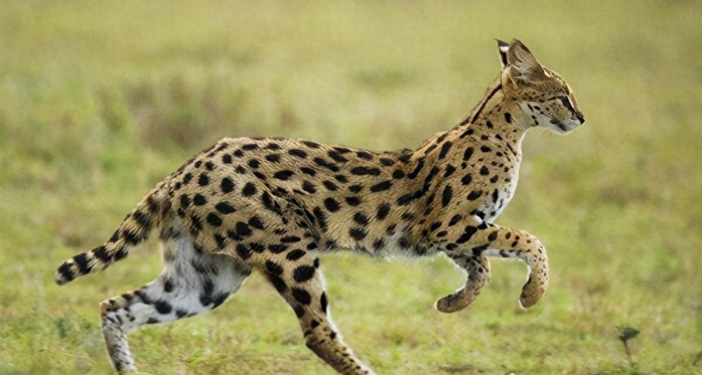 世界十大禁养名猫有哪些（附：不建议养的10种违法猫咪）