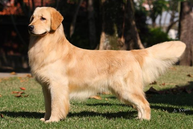 金毛犬怎么挑选