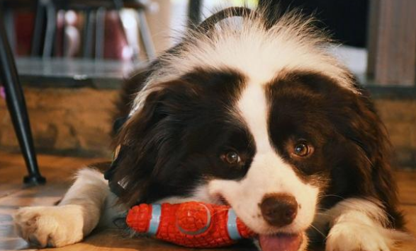 边境牧羊犬有多聪明？不只会放羊，还能救人命！