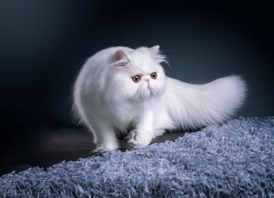 6种常见宠物猫的价格（宠物猫大全及价格图片）