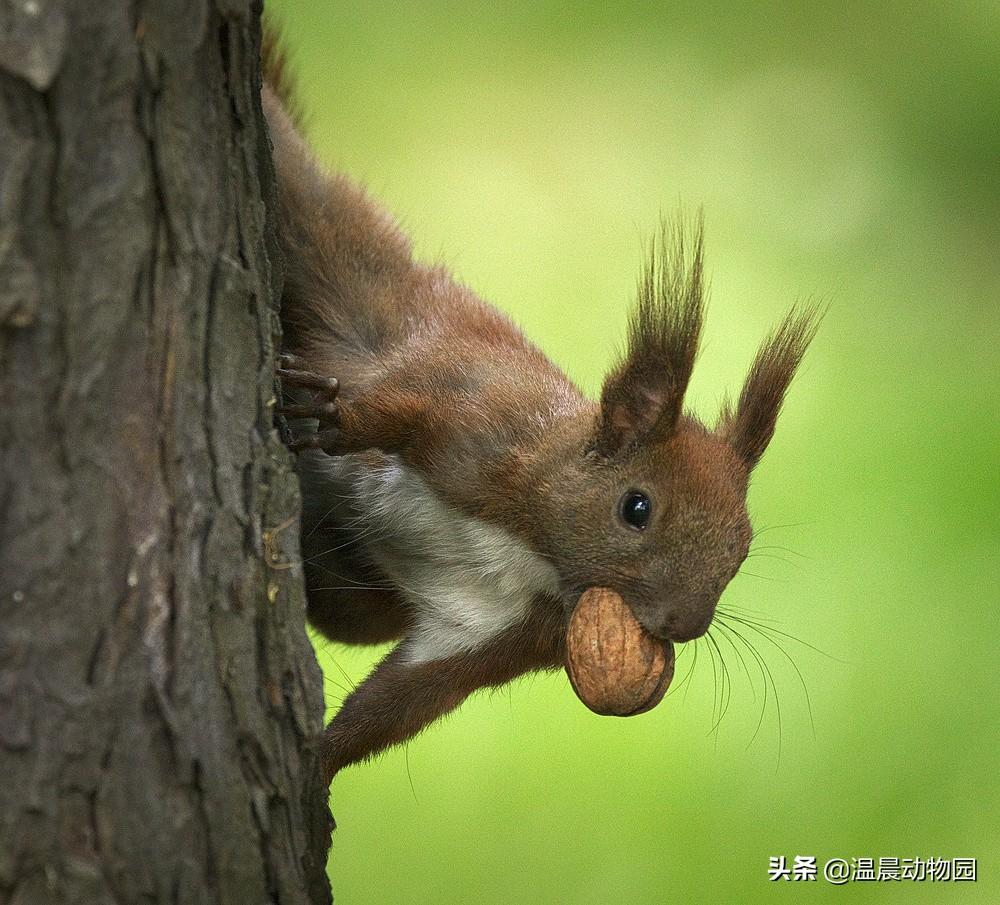 魔王松鼠真的如网传 的一样软萌吗（附：魔王松鼠图）