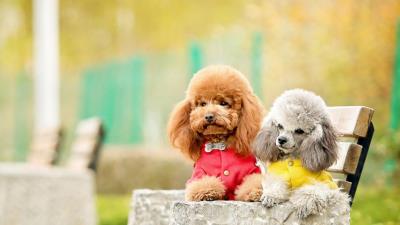 狗狗可以吃蛋黄吗(为什么要给狗狗吃蛋黄)