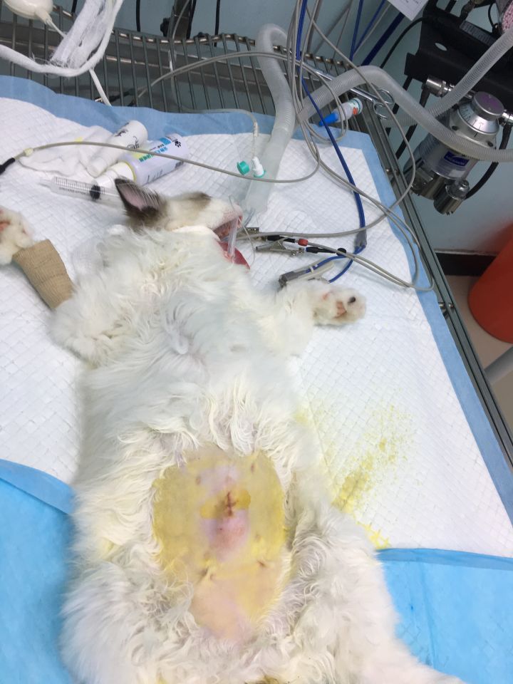 给母猫做绝育手术最佳时间