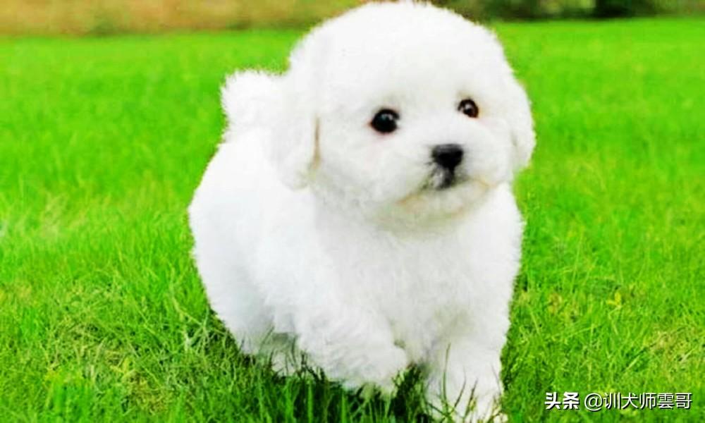 十种脾气好的小型犬介绍