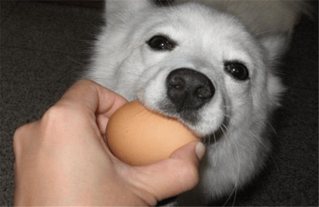 狗的饮食禁忌大全(狗狗不能吃的食物有哪些)