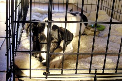 主人一定要注意：狗狗死后的七天要注意什么