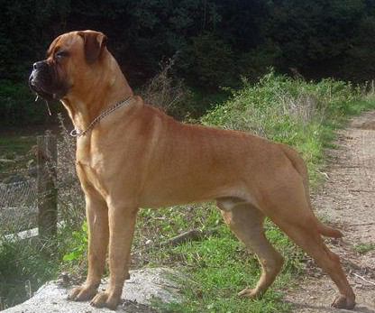 宠物犬排名及图片大全（宠物犬种类大全及名称）