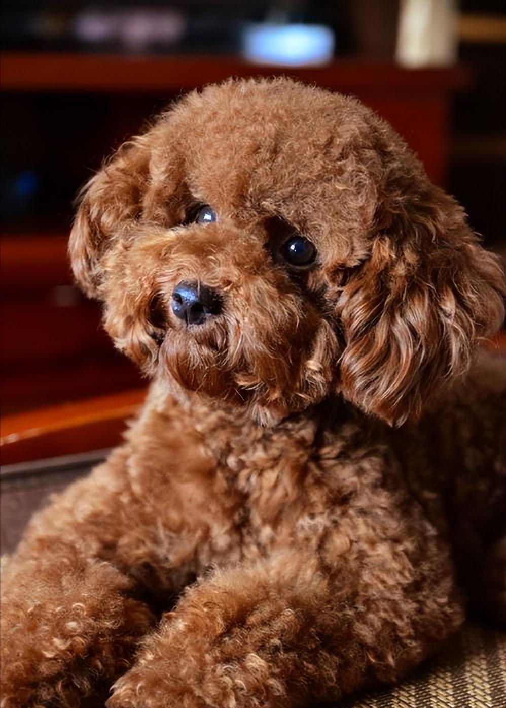 推荐公认好养的五种狗狗（什么狗聪明听话又好养）