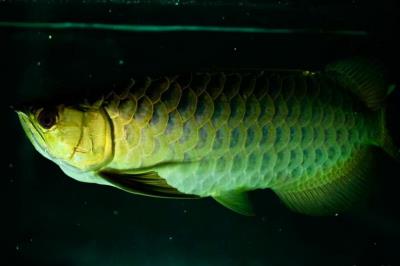 龙鱼不吃食怎么回事（龙鱼可以多少天不进食）