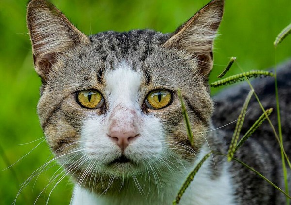 猫抓伤伤痕特点有哪些