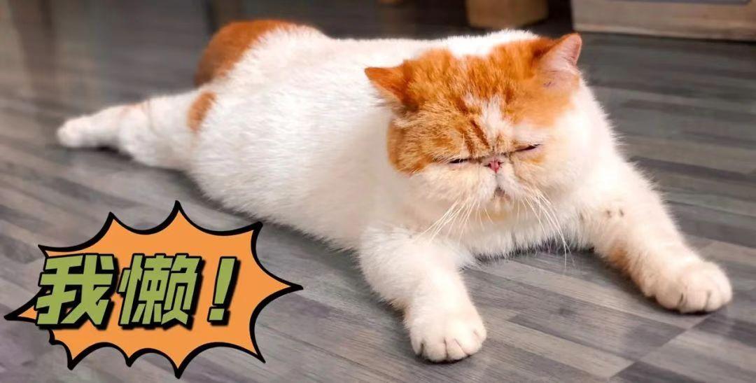 新手养加菲猫要注意的事项