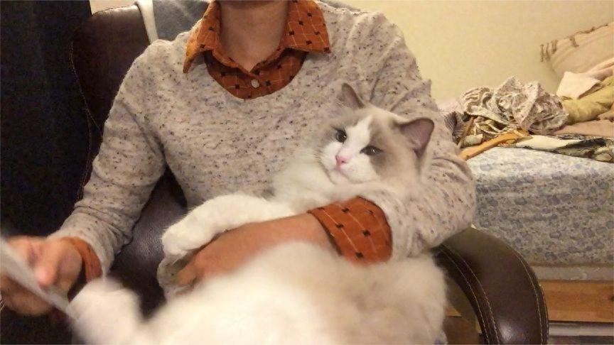 布偶猫（详解：“布偶猫”逐渐退出宠物圈的原因）