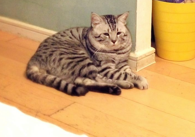 猫咪太胖了怎么减肥