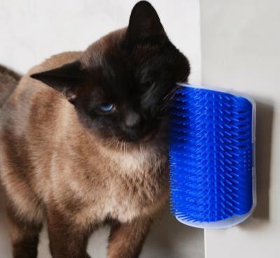 猫生产前的几小时征兆,猫咪临终前的5个征兆