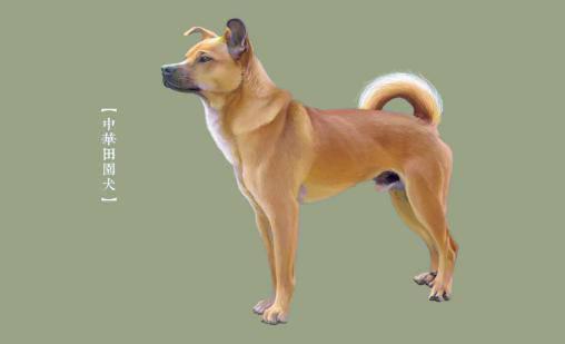 盘点十种好养的狗狗（养什么狗最省心）