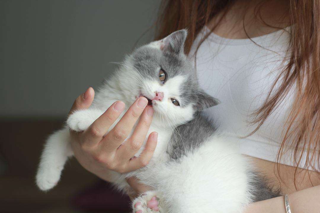 猫腹水有什么最好的办法治疗(腹水怎么快速排出体外)