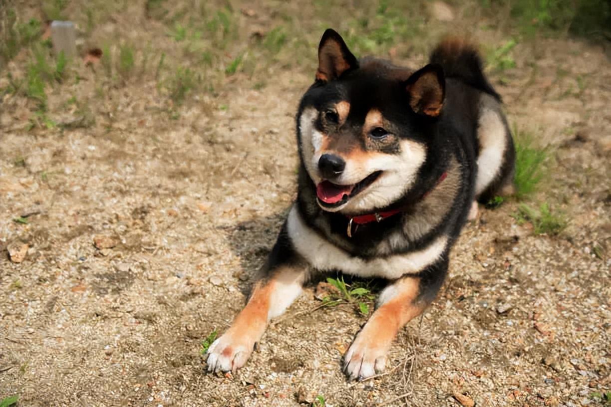 2023年的柴犬价格一览表（柴犬一般多少钱呢）