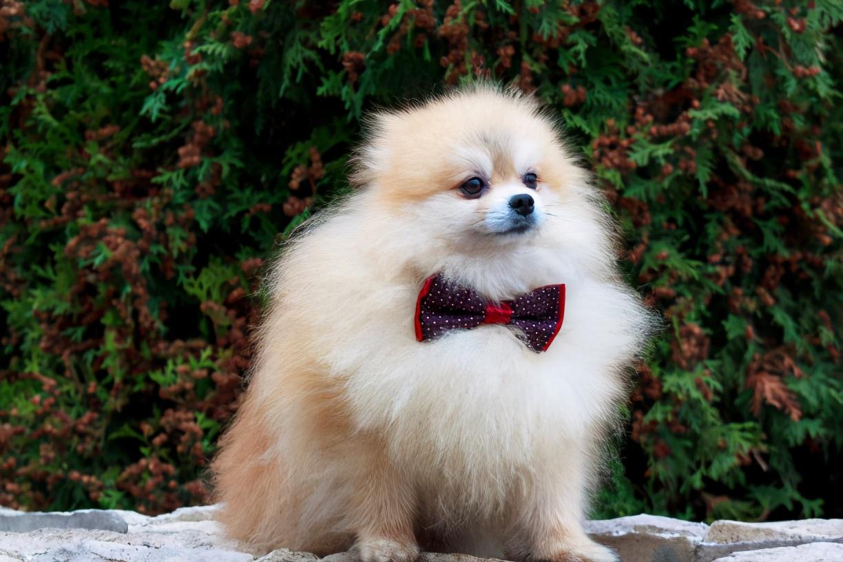 小博美要怎么养呢（新手养博美入门必备知识）