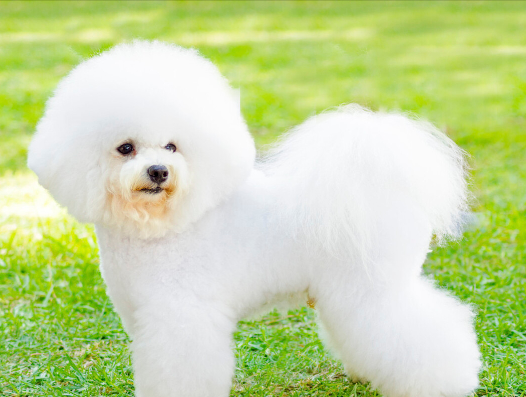 比熊和博美的优缺点(比熊和博美哪个好养)