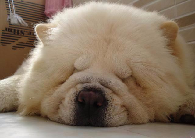 松狮犬怎么看品相（详解：纯种松狮犬特征介绍）